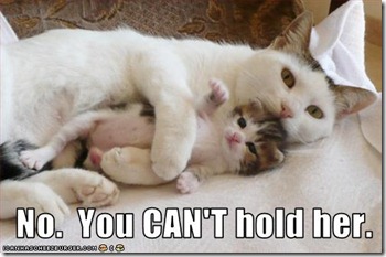 cannot-hold-kitten