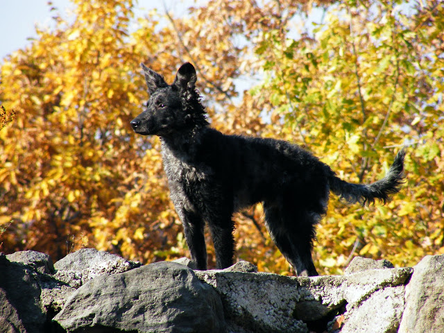 DSCF8113.JPG