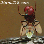 Eega-2.gif