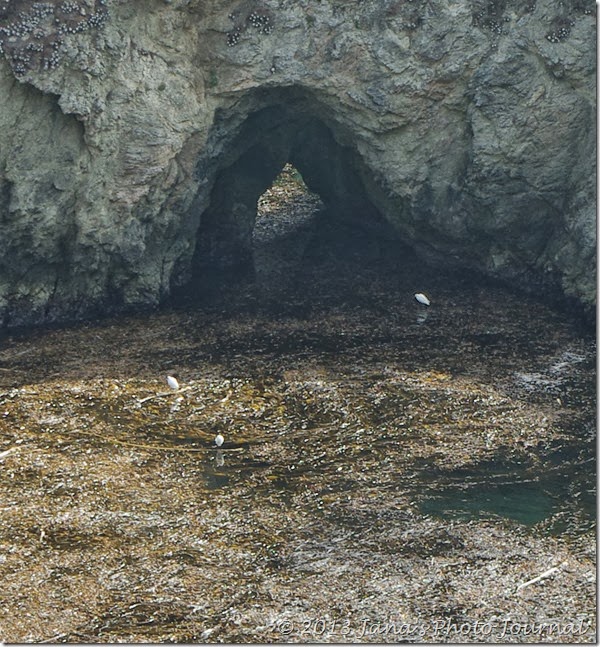 View from Bird Island Trail, Point Lobos, California