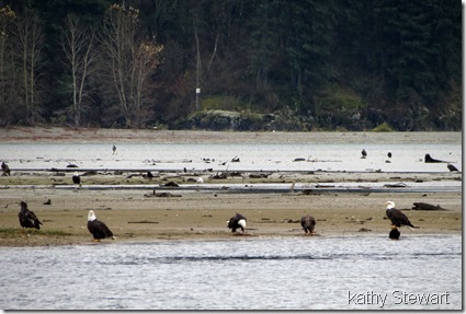 Eagles on the shore