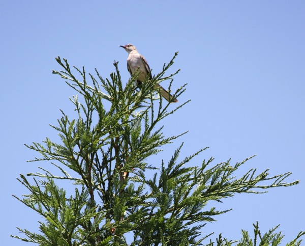bird redwood tree