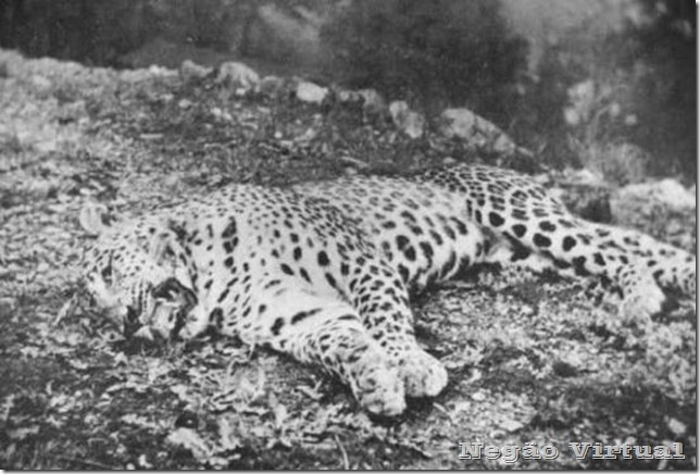 leopardo panar