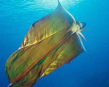 [strangeanimals4%255B5%255D.jpg]