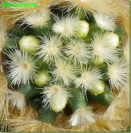 Mammillaria carmenae boccioli