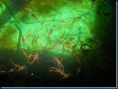 Anak benih ikan keli dalam kolam asuhan