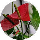 Image Google de Isa Dufour