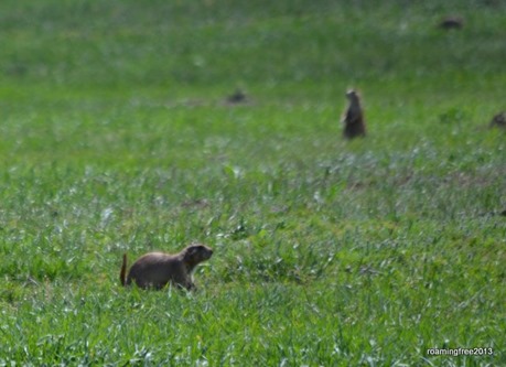 Prairies Dogs