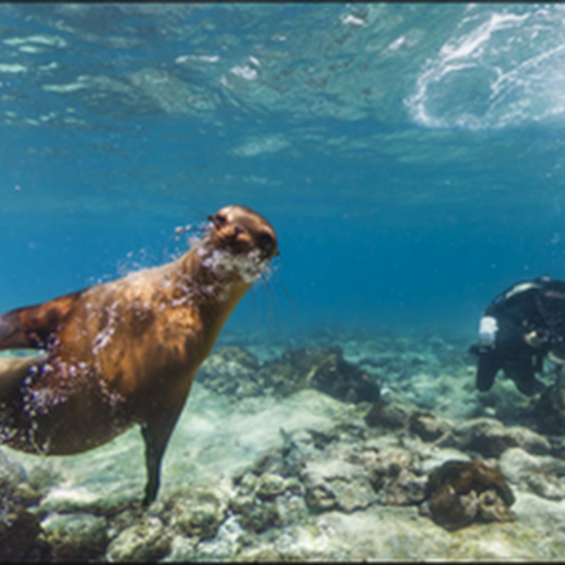 Insulele Galapagos pot fi studiate cu Street View