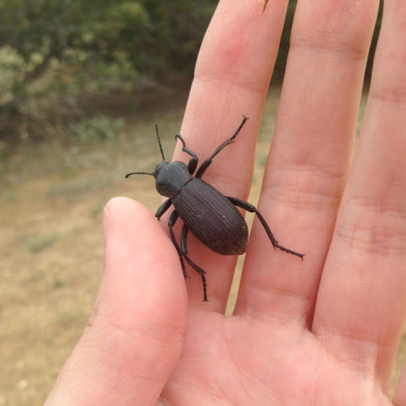 Darkling Beetle Project Noah