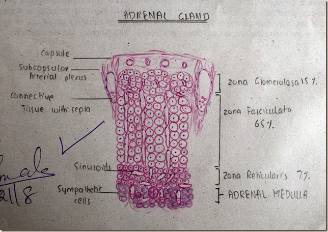 Adrenal Gland high resolution histology diagram