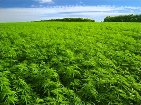 plantacion-cannabis
