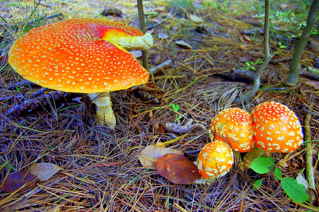 [DSC_0011%255B4%255D.jpg]