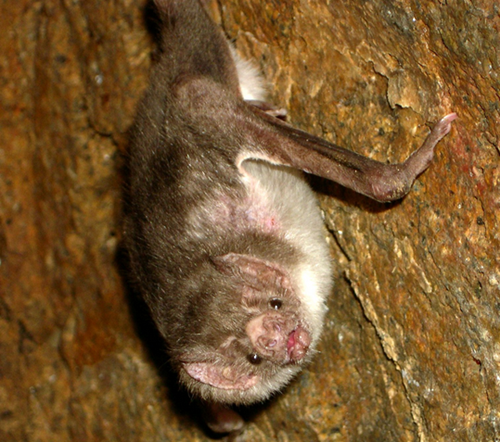 desmodus desmodus