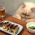 New Funny Videos Funny Animals   Funny Cats, Funny Dogs & Animals   Animals Funny