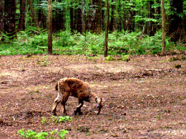 [2004.05.26006bouquetindesAlpes3.jpg]