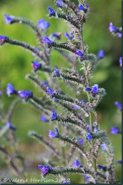 21-vipers-bugloss