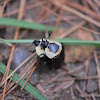 American Carrion Beetle