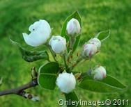 pear blossoms0407 (5)