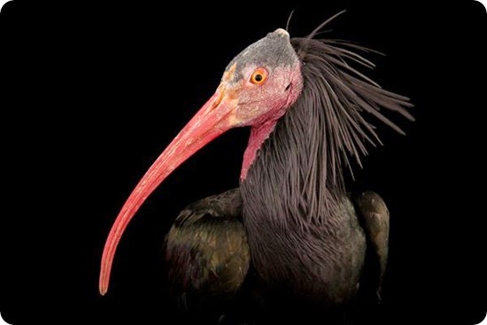 ibis eremita ibis eremita