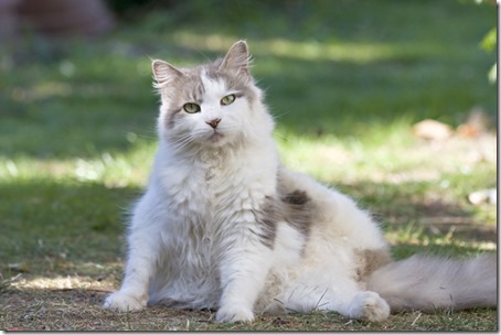 fluffy grey and white domestic cat