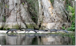 Baby gators on Silver River