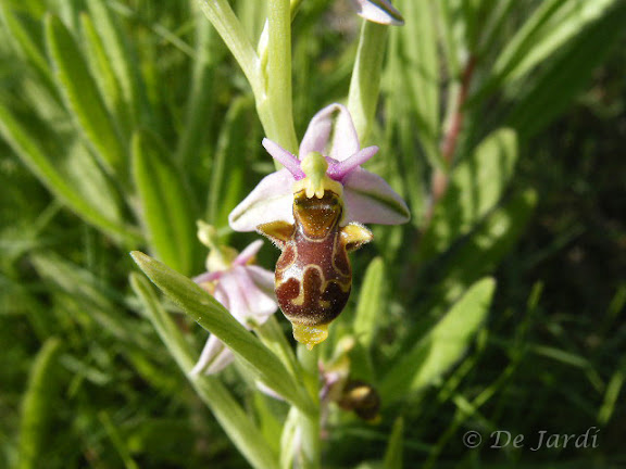 2013_04180016 ophrys scolopax.jpg