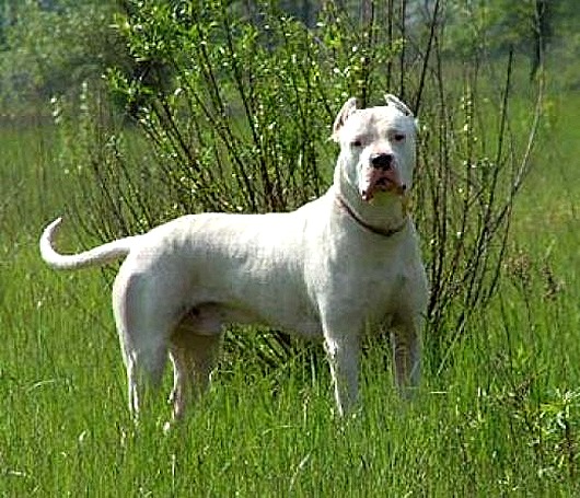 walking-cordoba-fighting-dog-photo