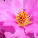 Moss-rose Purslane