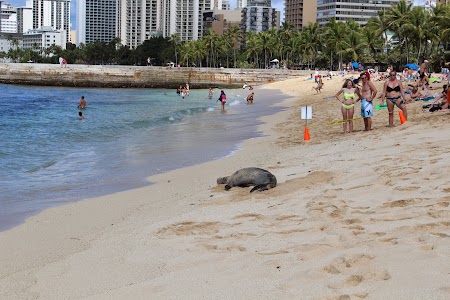 Foca la plaja in Hawaii