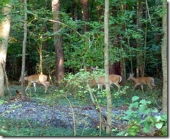 Deer near the Trail at Tanglewood