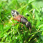 Rove beetle