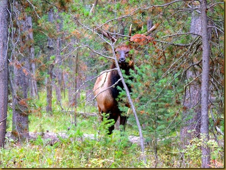 elk in trees-