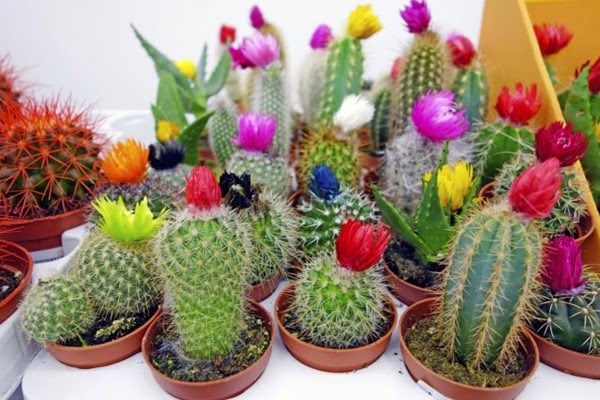 injertos-cactus