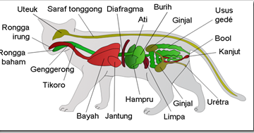 Contoh Hewan  Mamalia  Yang  Bernafas Dengan  Paru Paru  