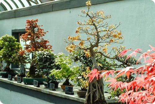 indoor vs outdoor bonsai
