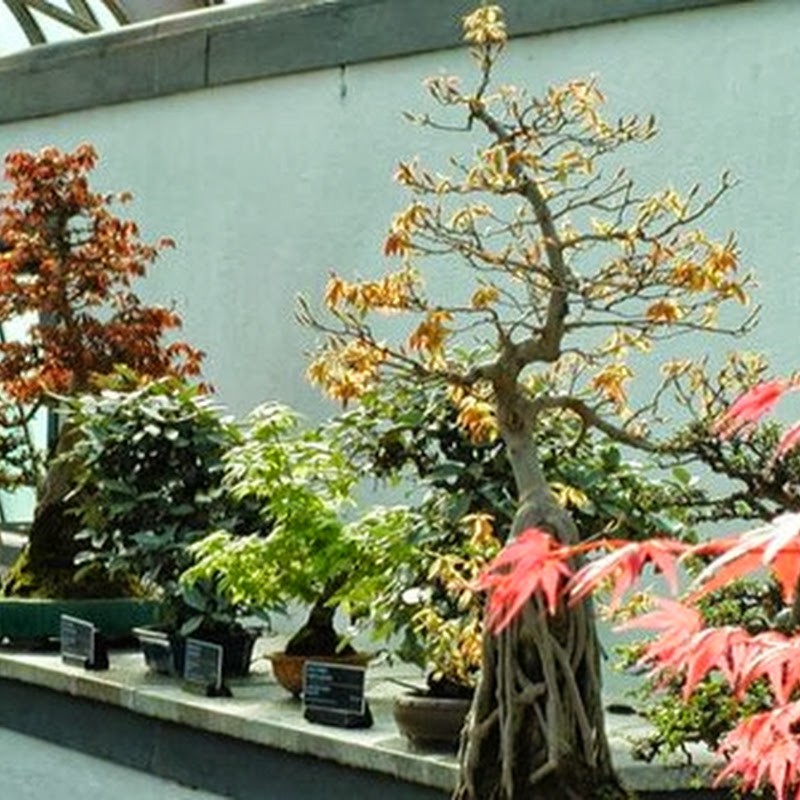 Indoor versus outdoor bonsai.