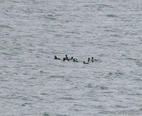 17. 1-11-15 Scaups mere Point Boat launch-kab