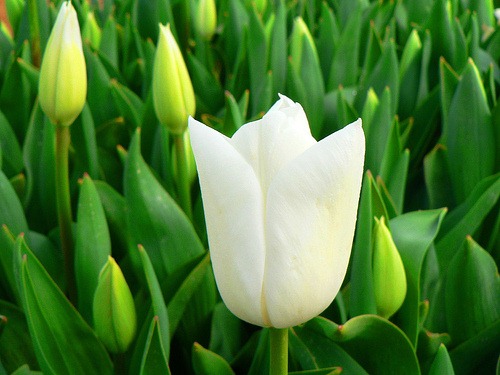 [tulipano1%255B4%255D.jpg]