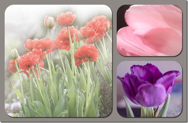 tulips collage