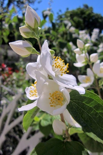 fleurs jardin nelson mandela 