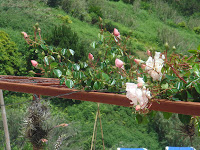 DSC02463.jpg