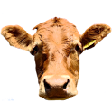 CowCam logo