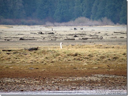 The Tundra Swan