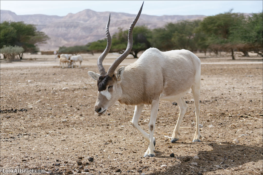 LookAtIsrael.com - Заповедник библейских животных Хай Бар | Hai Bar reserve | חי בר