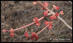 Budding red maple