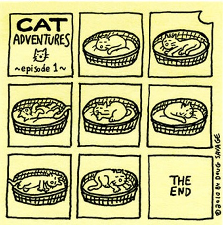 funny-pictures-cat-adventures