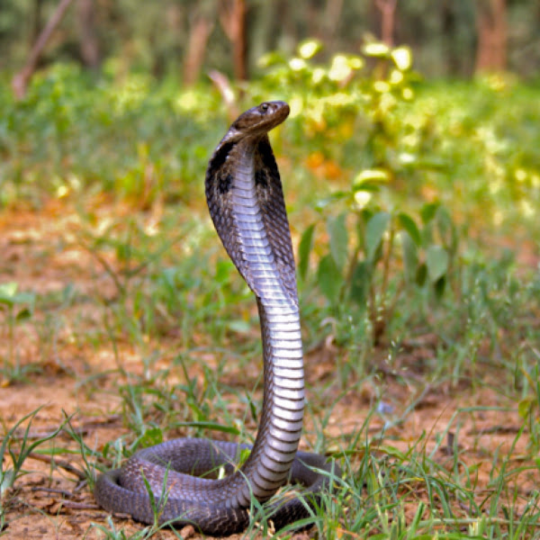 Spectacled cobra | Project Noah