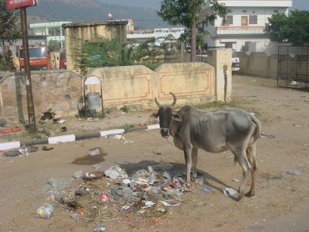 Obiective turistice India: vaca sfanta
