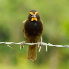 Yellow-Faced Grassquit male